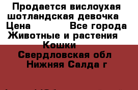 Продается вислоухая шотландская девочка › Цена ­ 8 500 - Все города Животные и растения » Кошки   . Свердловская обл.,Нижняя Салда г.